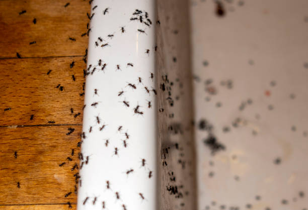 Best Bed Bug Extermination  in Meadow Woods, FL