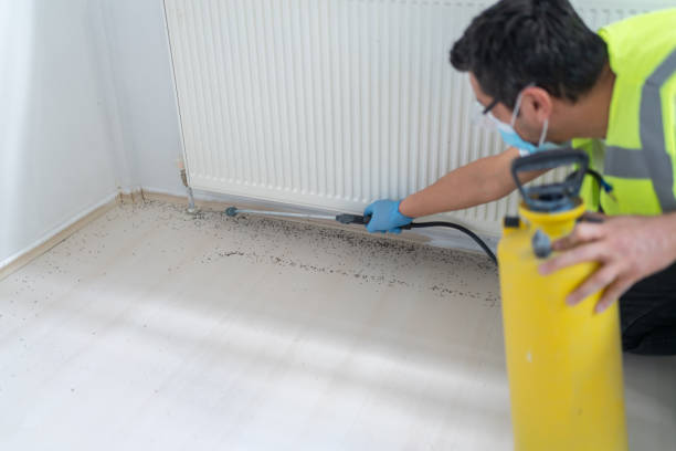 Flea Control Services in Meadow Woods, FL