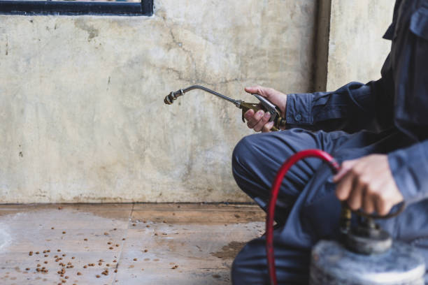 Best Affordable Pest Control Services  in Meadow Woods, FL